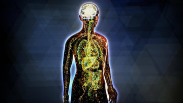 The Endocannabinoid System - Everything You Need to Know