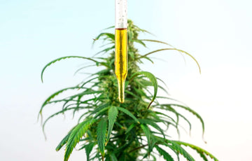 How CBD Works: The Science Explained