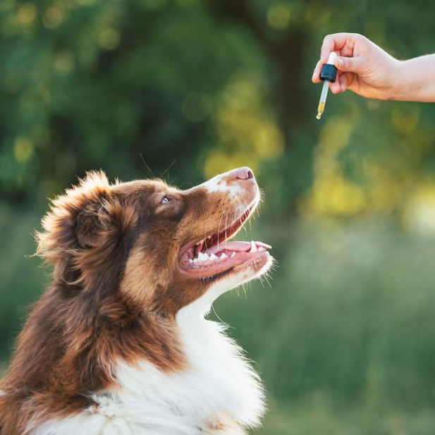 Ultra-Pure, Premium-Quality Broad Spectrum CBD Oil for Dogs